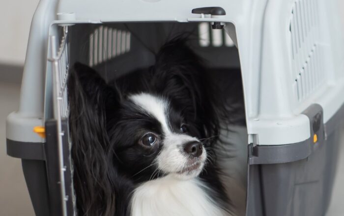 transporte de perros