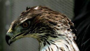 traslado Aquila fasciata