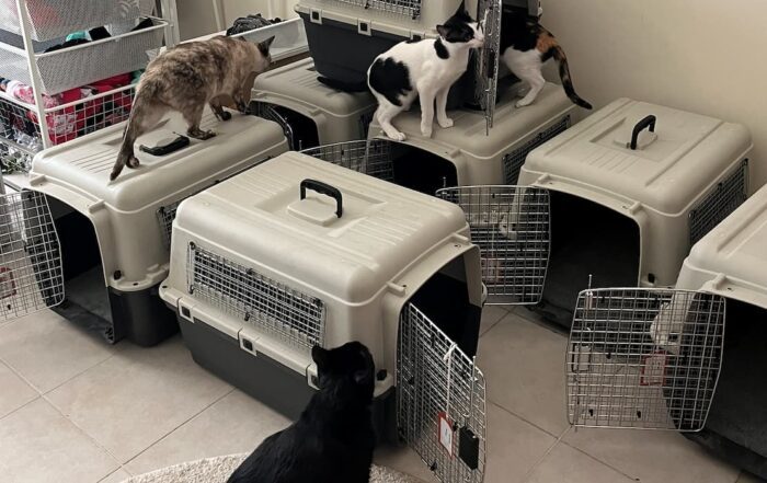 Gatos interactuando con transportines de viaje para mascotas.