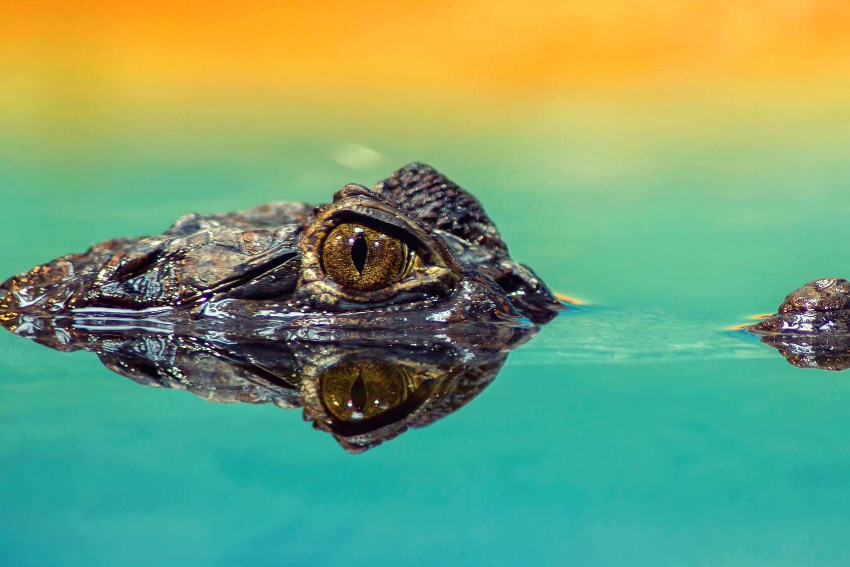 transportar animales acuáticos