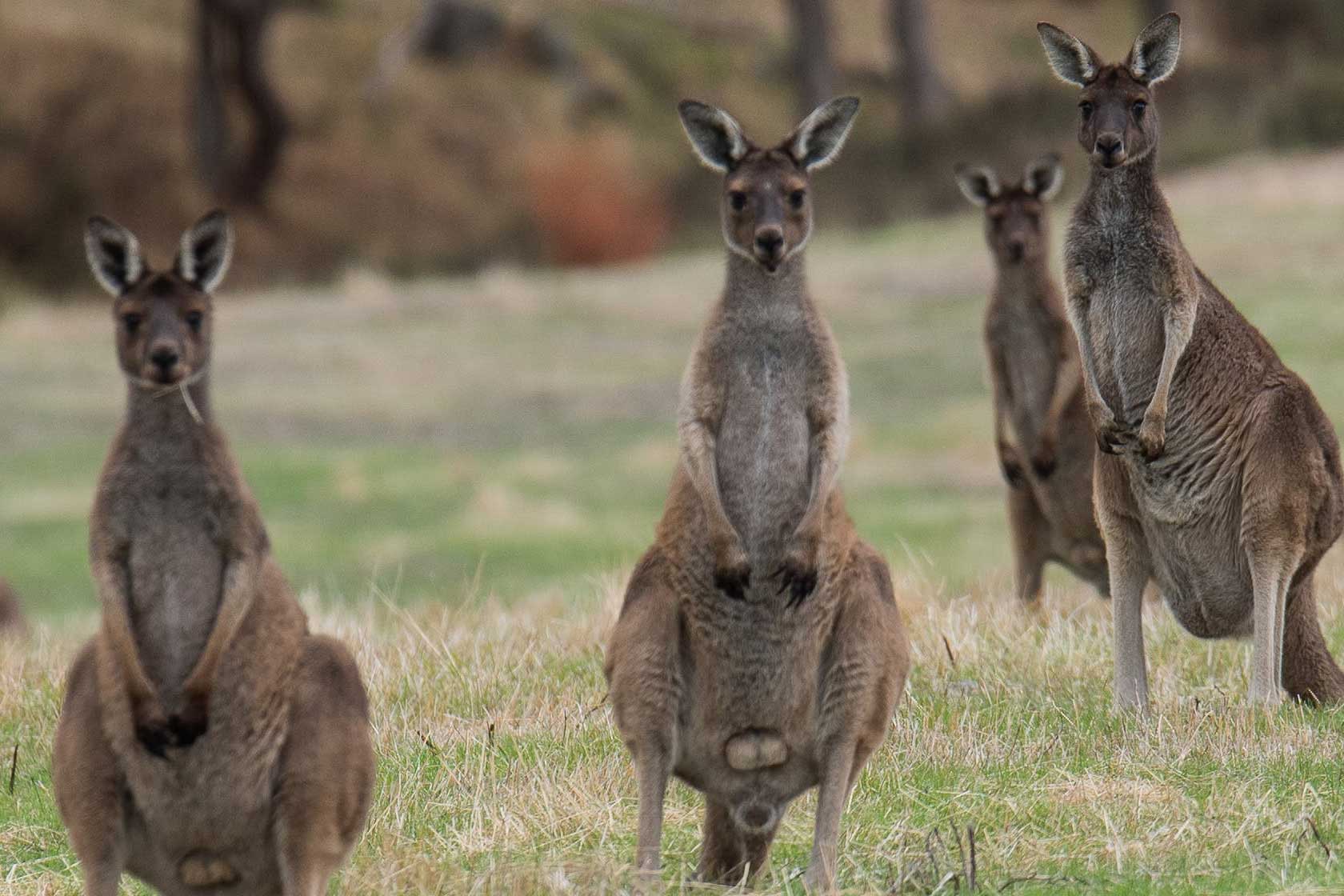 transportar canguros gigantes