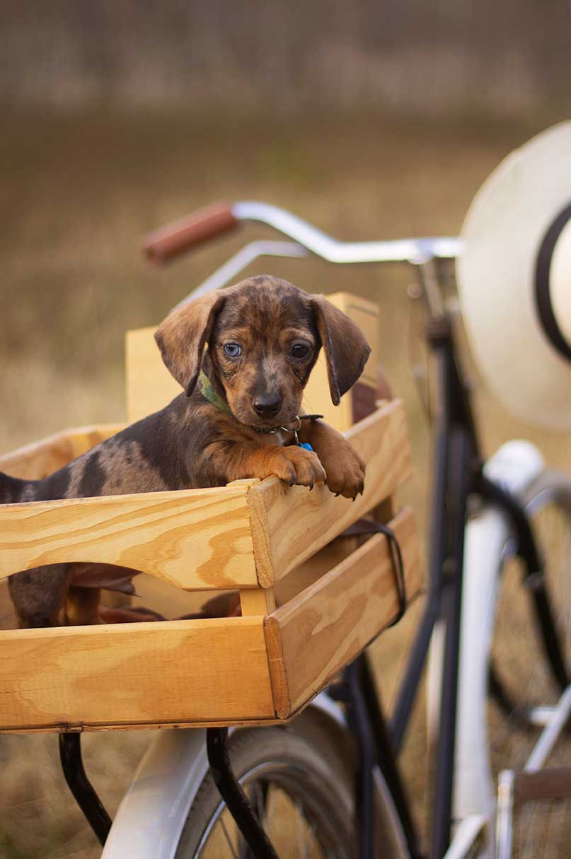 Recomendaciones para viajar con mascotas