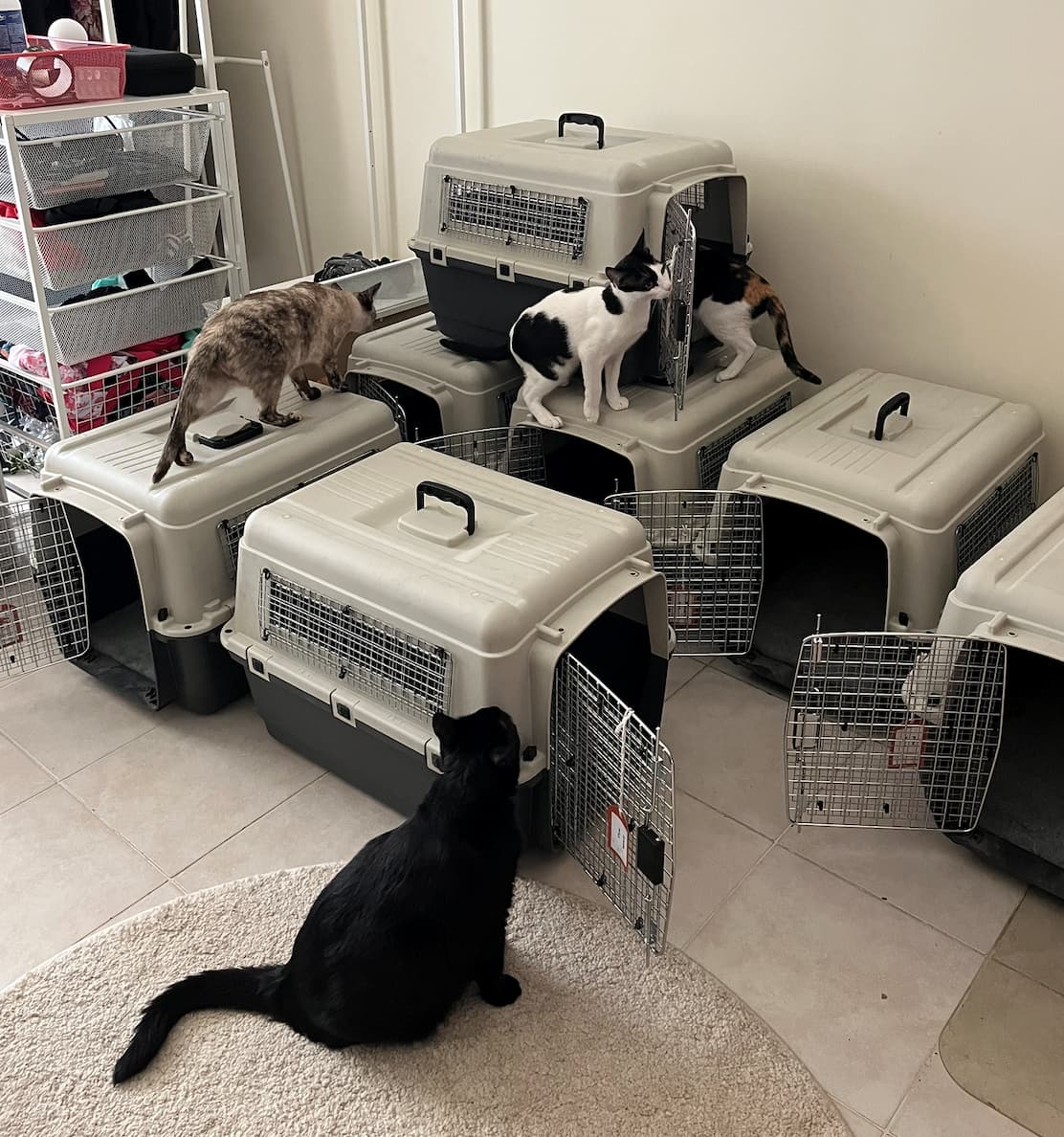 Gatos interactuando con transportines de viaje para mascotas.